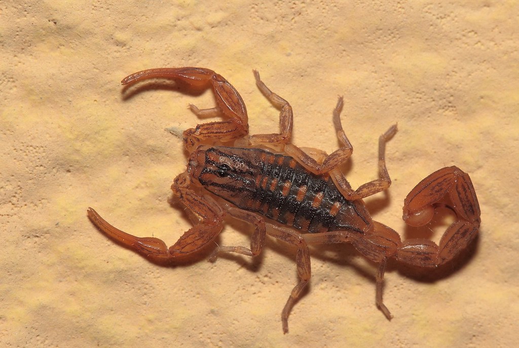 Centruroides limpidus